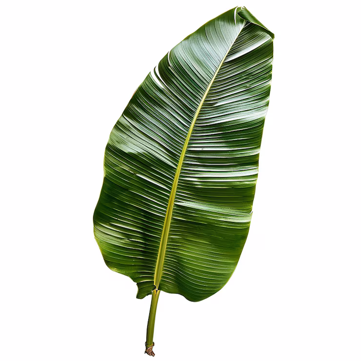 Banana Leaf (50 Pieces)